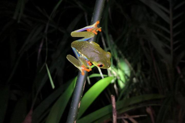 The Secret Eco Apartment Tortuguero